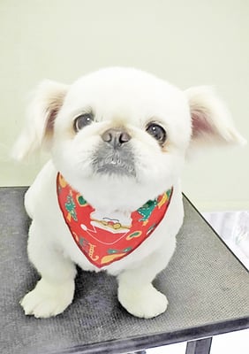 本多かずはちゃん