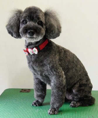 本渡プリンちゃん