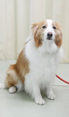 森本アンズちゃん