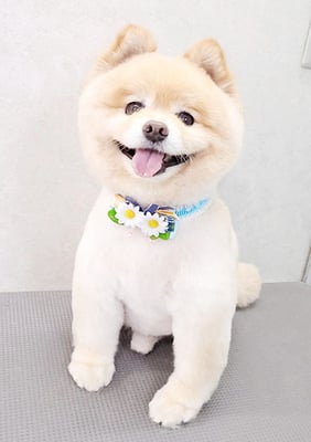 中間小次郎ちゃん