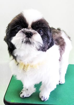 隈元あんこちゃん