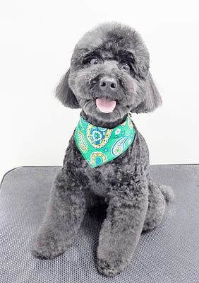 本坊ダノちゃん