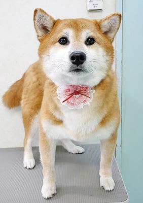 姶良レンちゃん