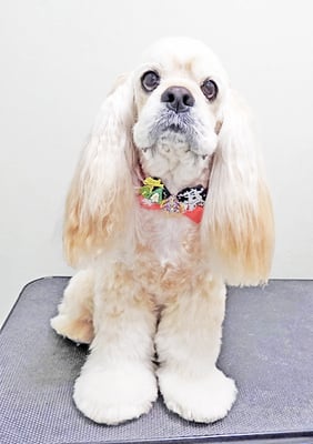 福富ベリーちゃん