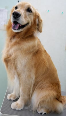 菊川チェリーちゃん