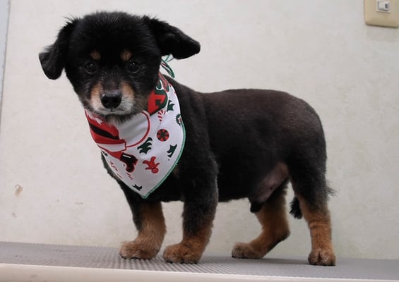 仮屋崎リュウちゃん