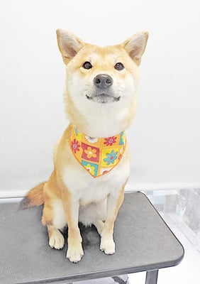 玖須ルビーちゃん