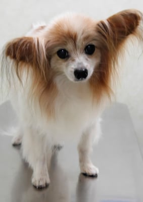 児島ヴィヴィアンちゃん