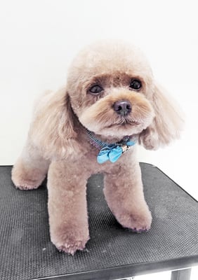 山本コロちゃん