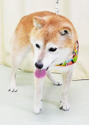 藤井リンちゃん