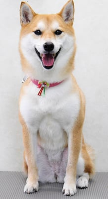 小村ユズちゃん