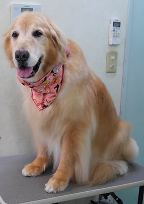 園田ファミレちゃん