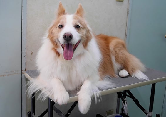 森本アンズちゃん