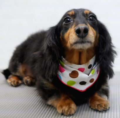 山下マルチョンちゃん