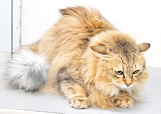 斉野ココちゃん