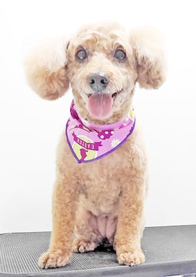 本田ゆめちゃん