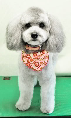 福島ハレちゃん