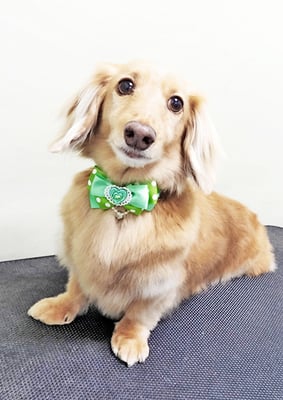 片山マルルちゃん