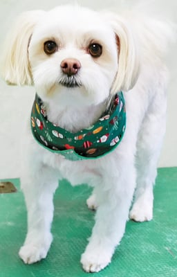 大脇ココアちゃん