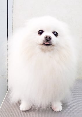 八木ピュアちゃん