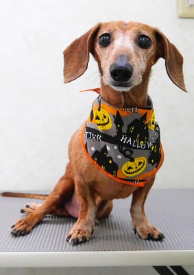 杉元コサブロウちゃん