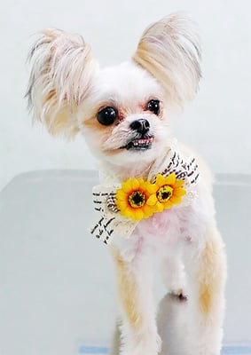 外城戸ルビーちゃん