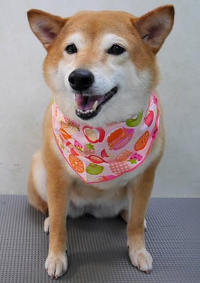 有馬コナツちゃん