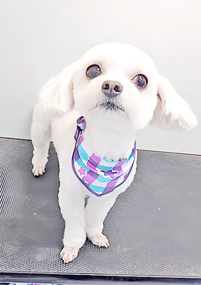 前原バニラちゃん