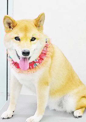 八木アズキちゃん