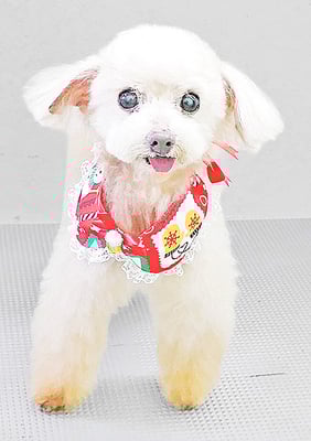 田淵コマロちゃん