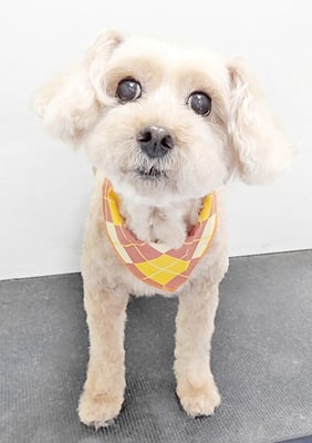 福島アリスちゃん