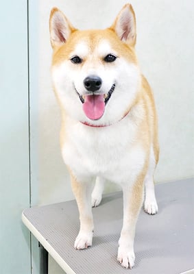 小村ゆずちゃん