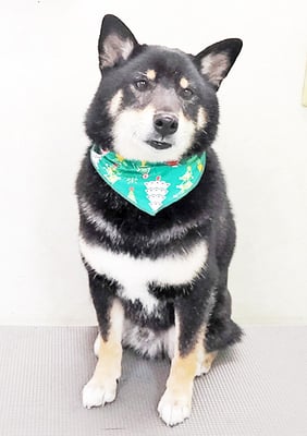 貴島ボタンちゃん