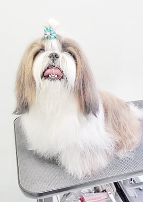 眞邉モモちゃん