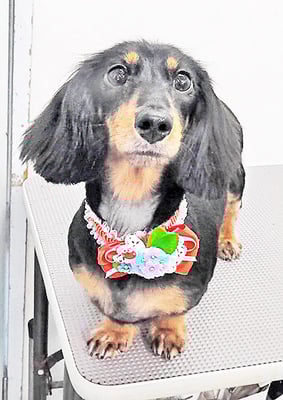 小谷ラッキーちゃん