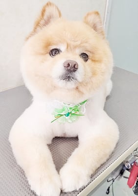 中間小次郎ちゃん