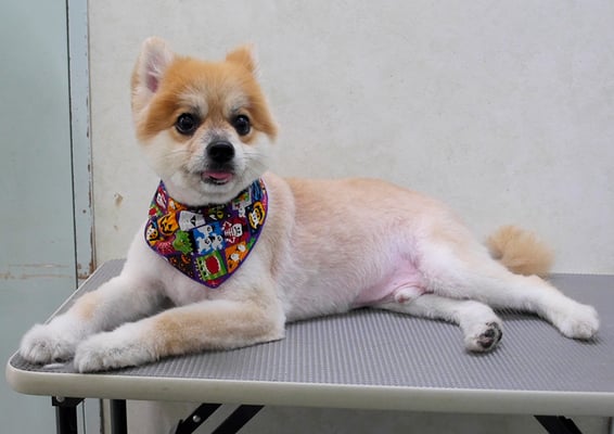 草野マロンちゃん