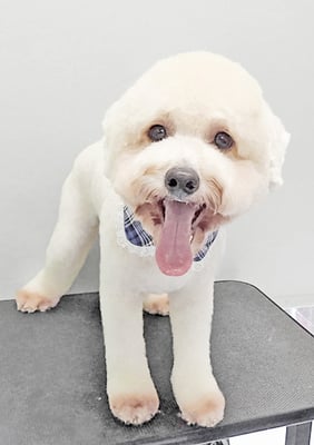 石元ポチャちゃん