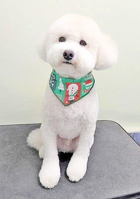 山小田アンディちゃん