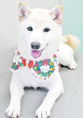 熊谷ソルちゃん