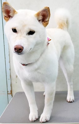 稲荷田ルルちゃん