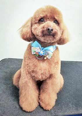 古市リンちゃん