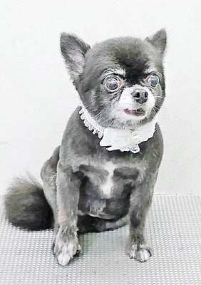 森崎シロちゃん