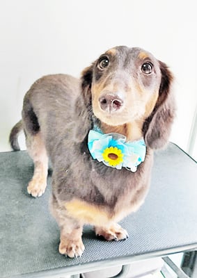 楠畑ルークちゃん