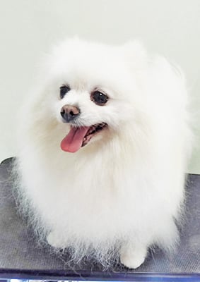 八木ピュアちゃん