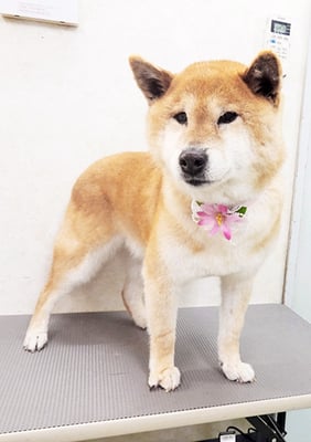 瀧川カルちゃん