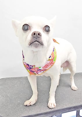 新山ランちゃん