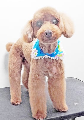 佐々木マルちゃん