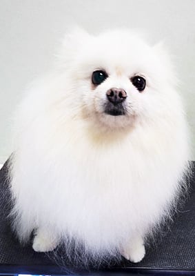 森崎ピュアちゃん