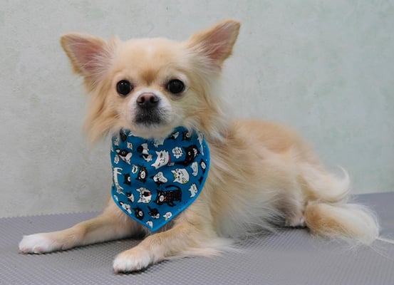 島田ペロちゃん